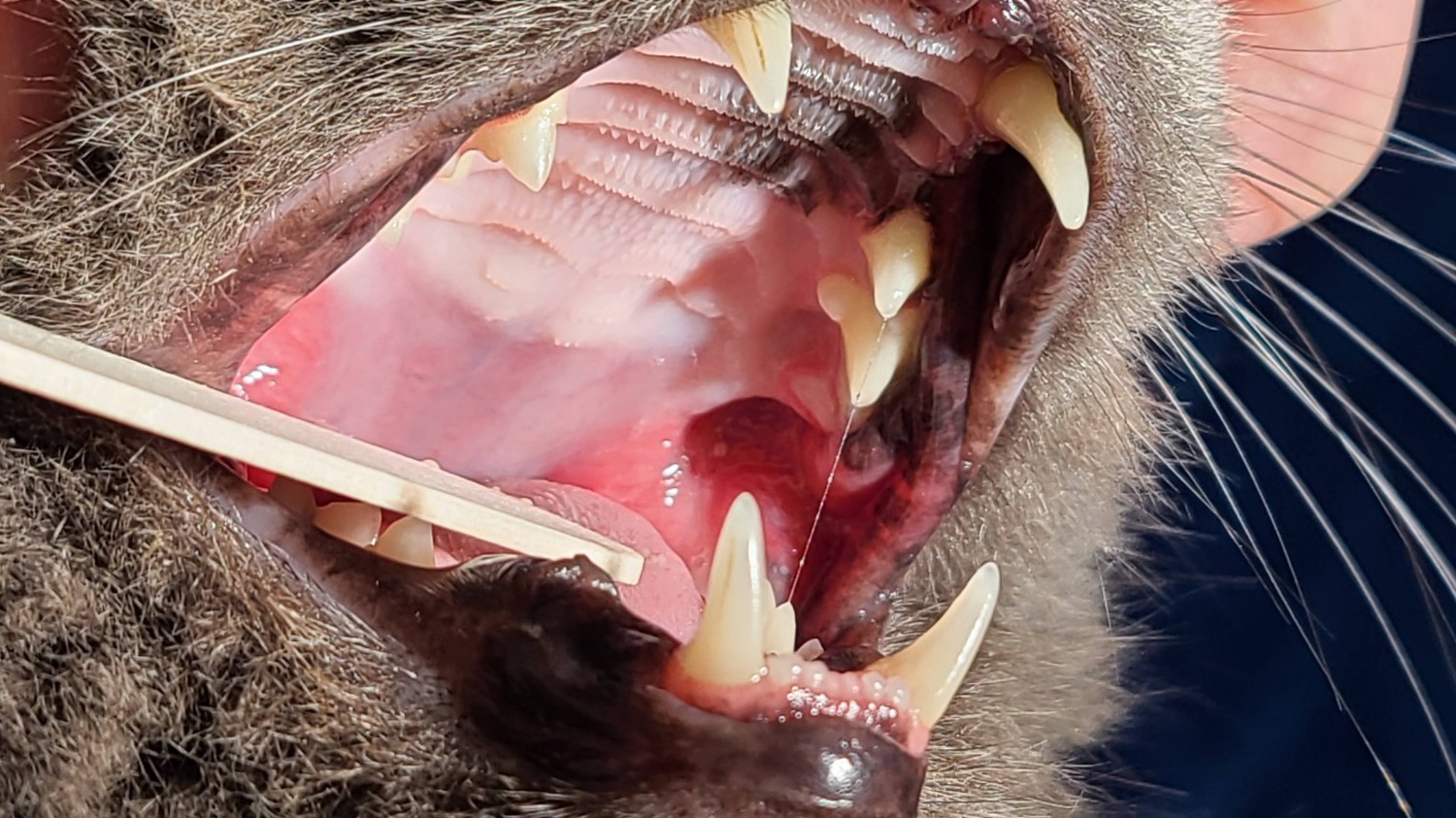 Hooksett Veterinary Clinic, Inc. Hooksett, NH Services